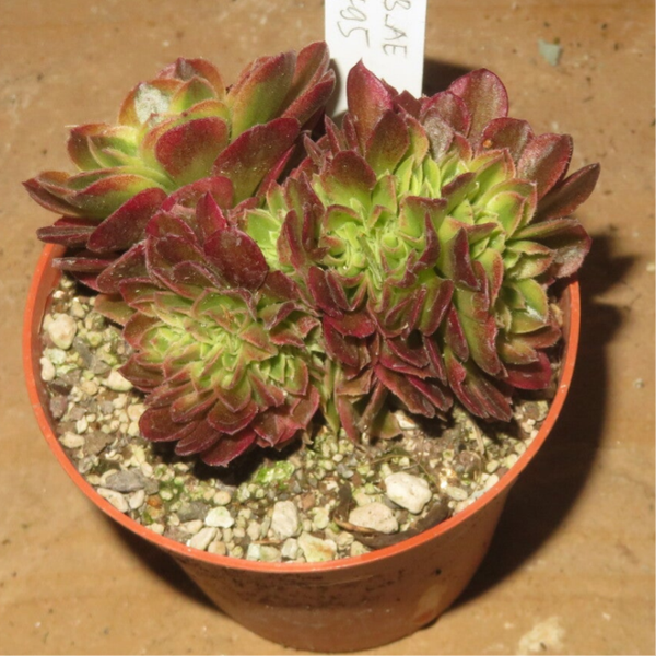Aeonium cv Milky White cristata variegata