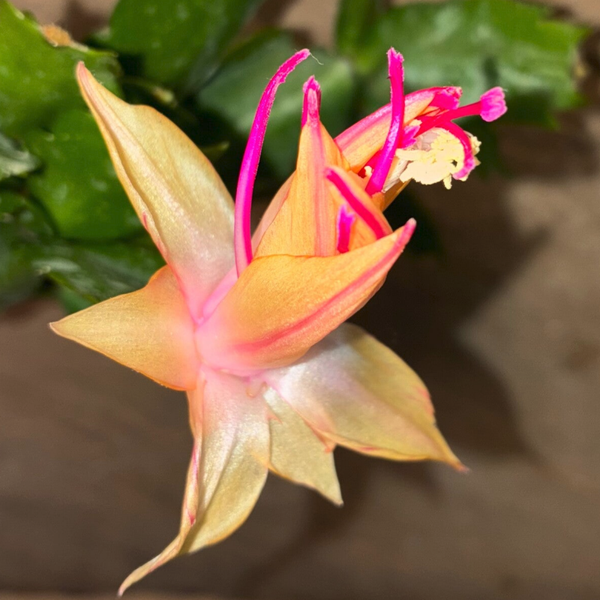 Schlumbergera cv Yasi - Yellow Chiba Spot STECKLING
