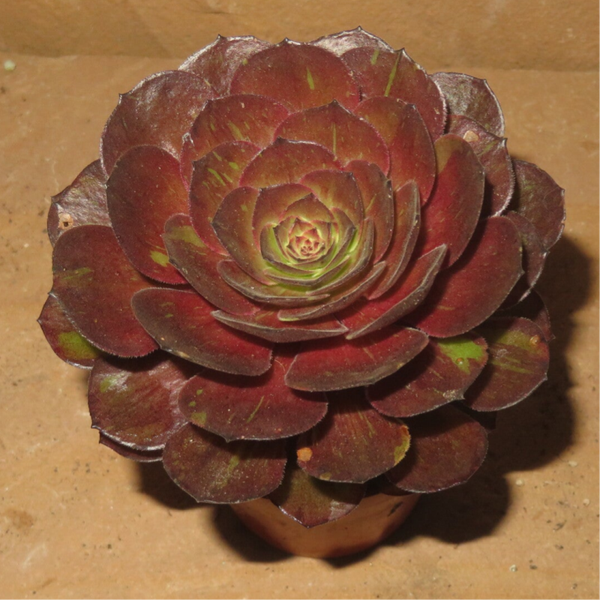 Aeonium Big Bang Plus variegata