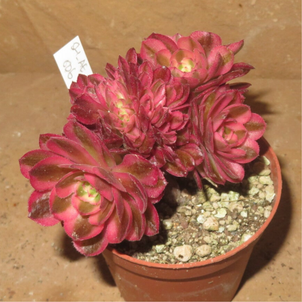 Aeonium cv Magic Candle variegata cristata