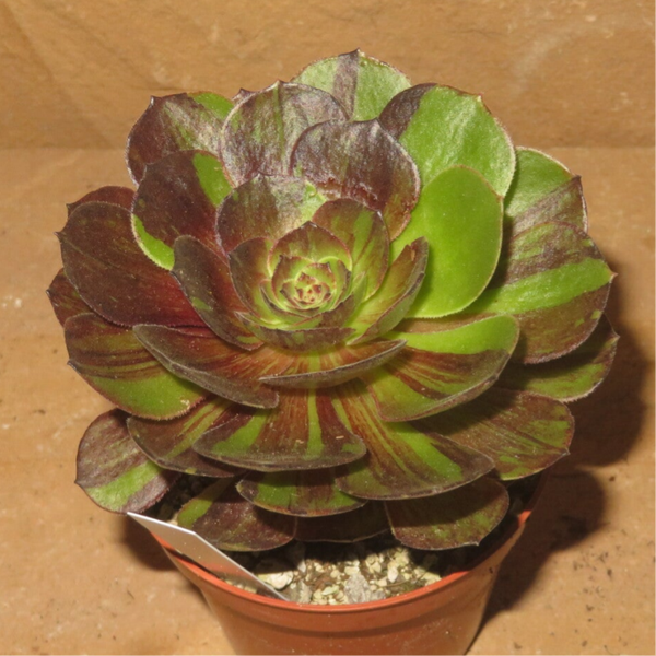 Aeonium Big Bang Plus variegata