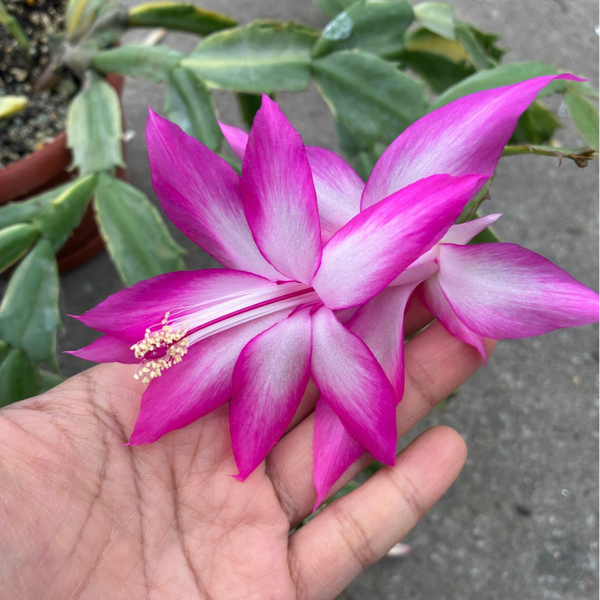 Schlumbergera cv Madame Butterfly variegata STECKLING – Weihnachtskaktus