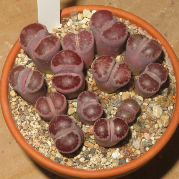 13x Lithops julii x Bacchus Sato's Violet