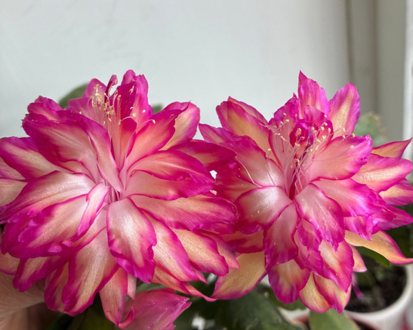 Schlumbergera cv Double Peach New!!!