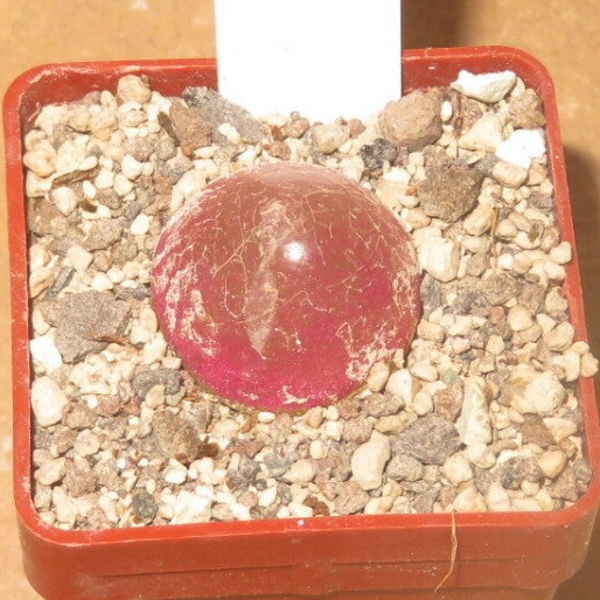 Conophytum burgeri SH409 alte Pflanze