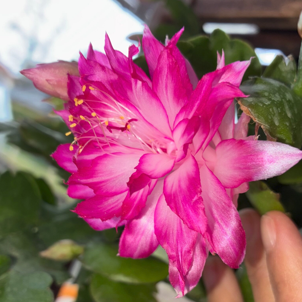 Schlumbergera cv AN040 STECKLING – Weihnachtskaktus