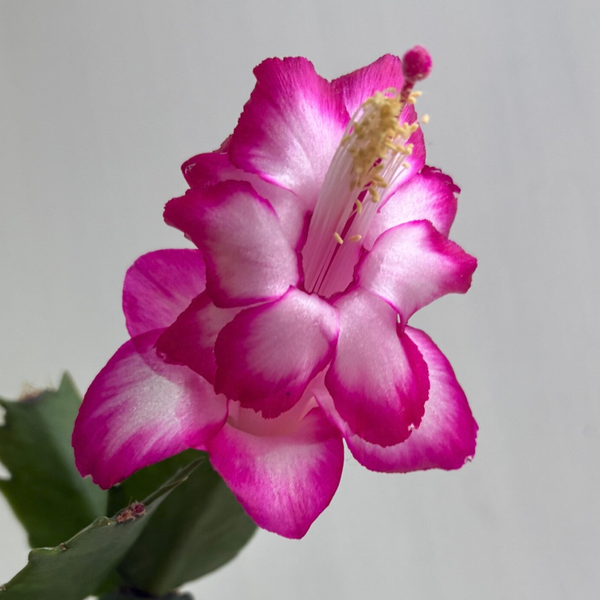Schlumbergera cv Zena STECKLING – Weihnachtskaktus Blattkaktus
