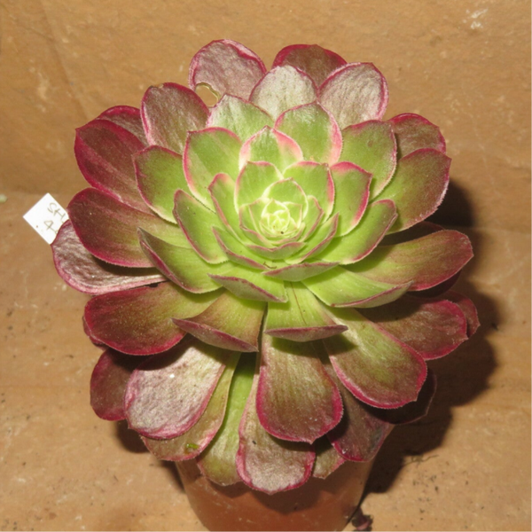 Aeonium cv Kaleidoscope variegata - mit Kindel