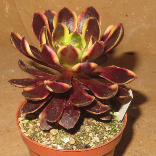 Aeonium cv SuperBang variegata
