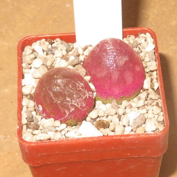 2x Conophytum burgeri
