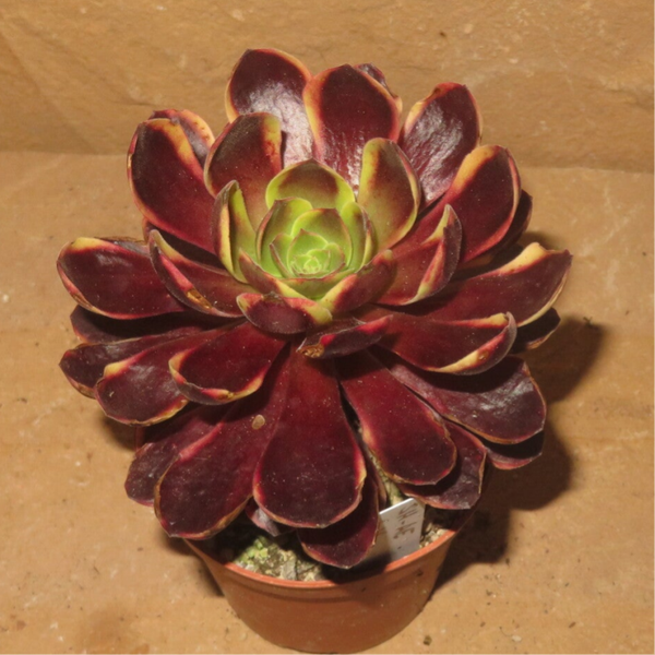 Aeonium cv SuperBang variegata