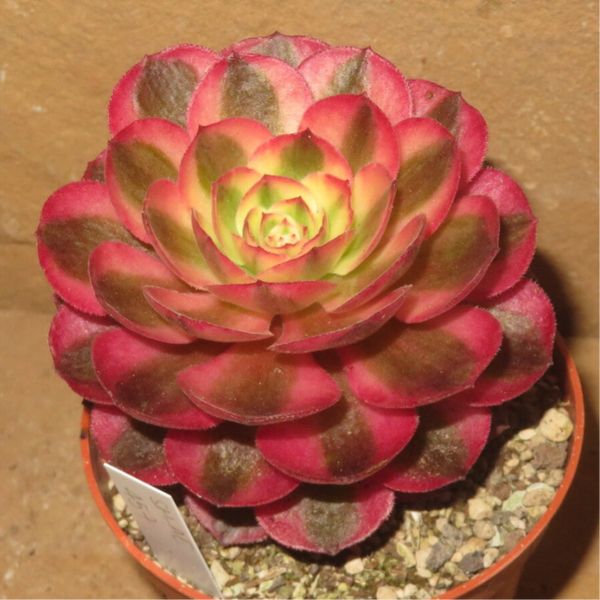 Aeonium cv Magic Candle variegata