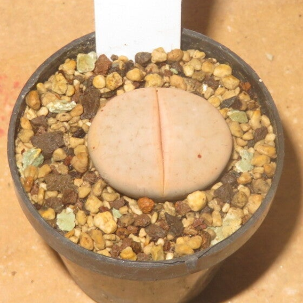 Lithops pseudotruncatella ssp. groendrayensis C244