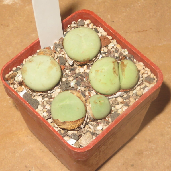 4x Conophytum calculus ältere Pflanze