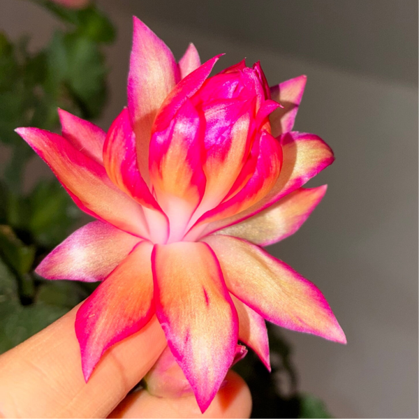 Schlumbergera Hybrid Double Peach New!!! Cutting Steckling