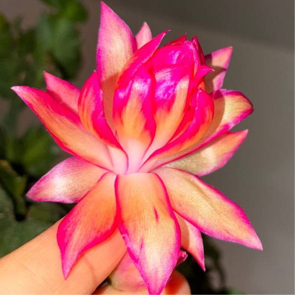 Schlumbergera Hybrid Double Peach - Cutting Steckling