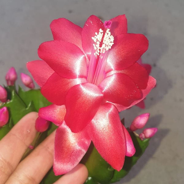 Schlumbergera cv Corumba Brazil STECKLING - Weihnachtskaktus