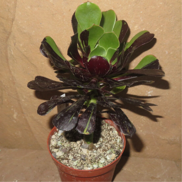 Aeonium cv Big Bang