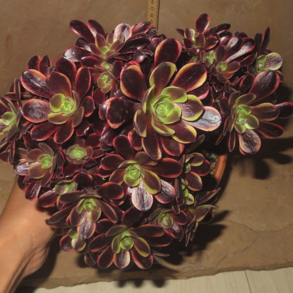 Aeonium cv SuperBang cristata variegata - Große Pflanze