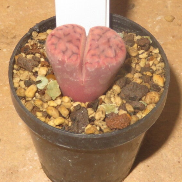 Lithops karasmontana ssp. eberlanzii cv Purple