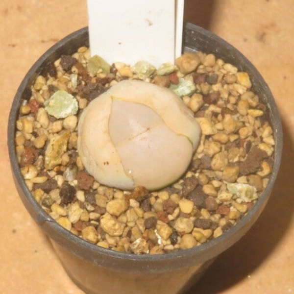 Lithops pseudotruncatella ssp. groendrayensis C244