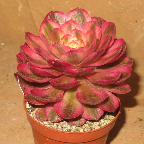 Aeonium cv Magic Candle variegata