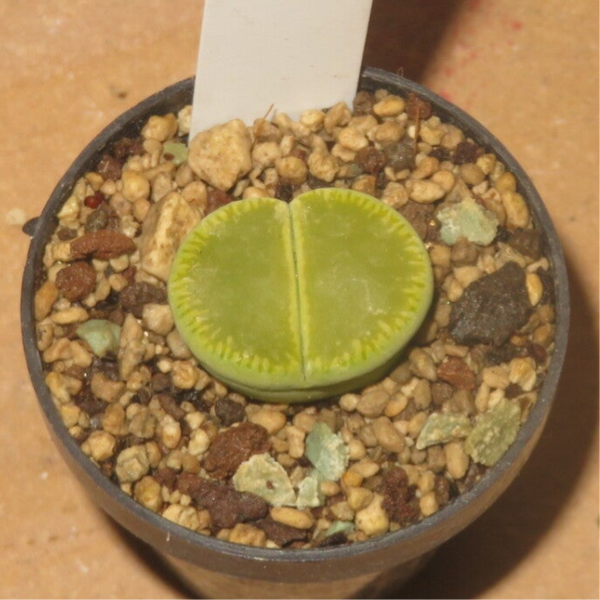 Lithops aucampiae cv 'Bella-Ketty' C48A