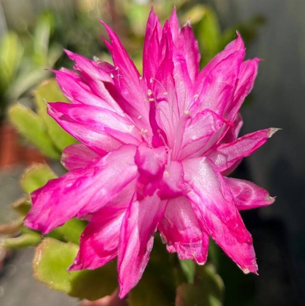 Schlumbergera cv Double Delight – Weihnachtskaktus Blattkaktus