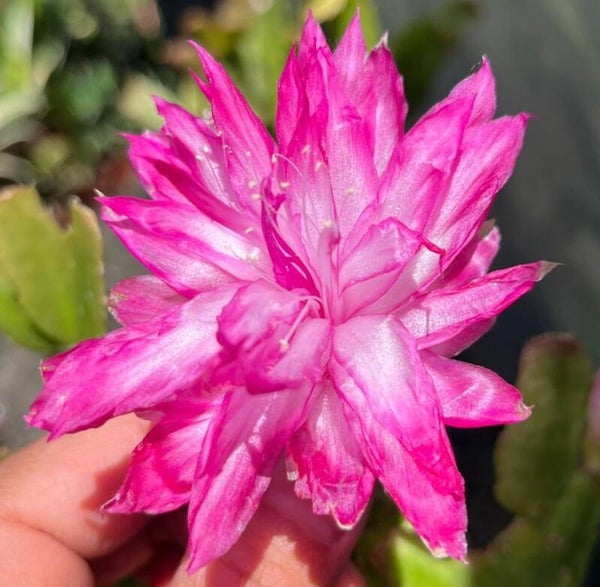 Schlumbergera cv Double Delight – gefüllte Blüte Weihnachtskaktus