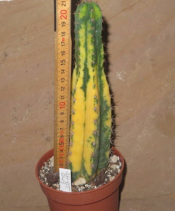 Trichocereus pachanoi variegata - Echinopsis