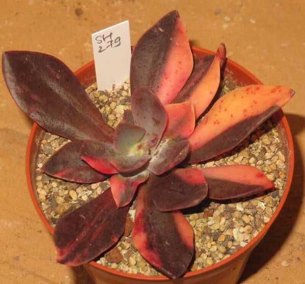 Echeveria cv Hanaikada variegata