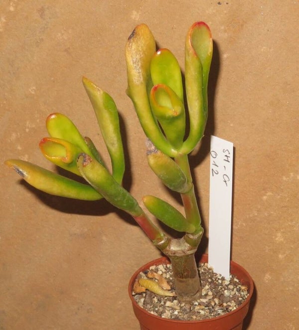 Crassula argentea cv Hobbit variegata