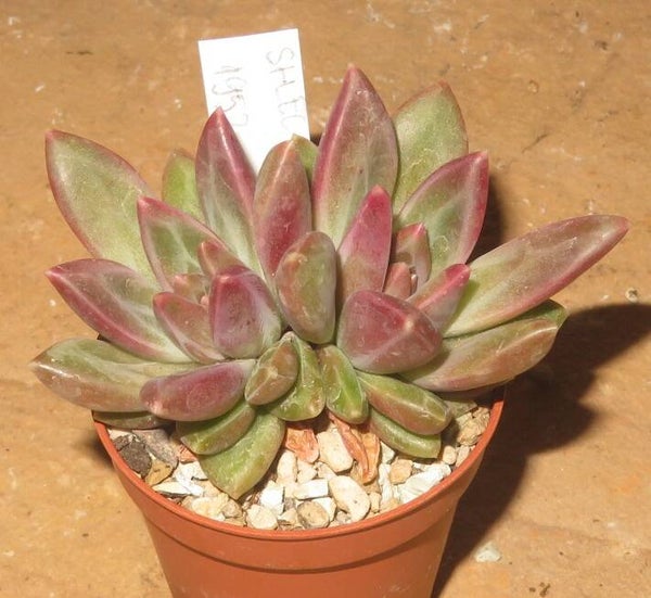 Echeveria x Pachyphytum cv Tivoli New!!!