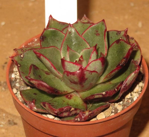 Echeveria cv Salsa Verde