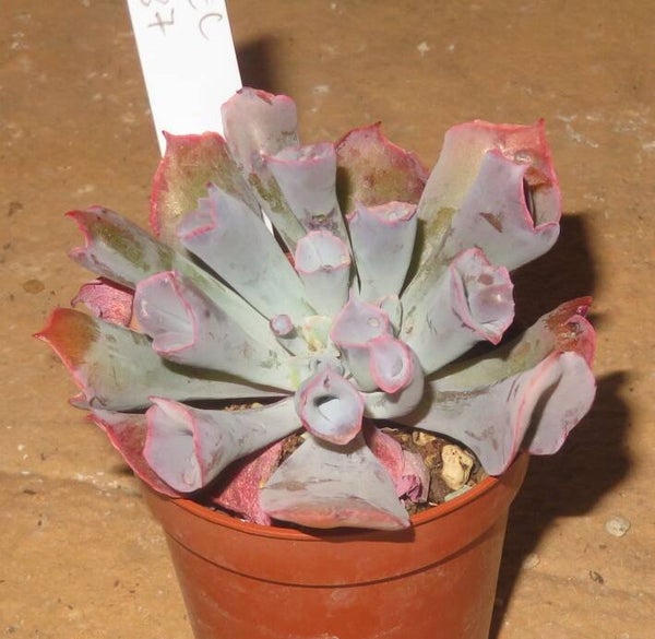 Echeveria cv Trumpet Pinky monstrosa