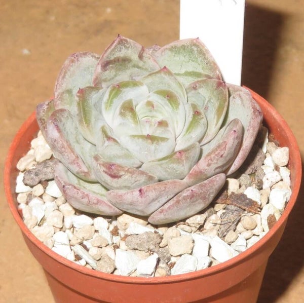 Echeveria cv Jelly Star New!!!
