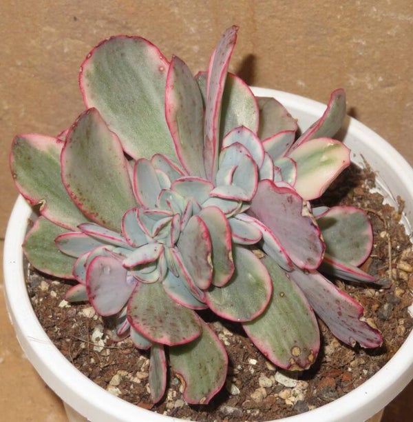 Echeveria cv Jyulia cristata variegata