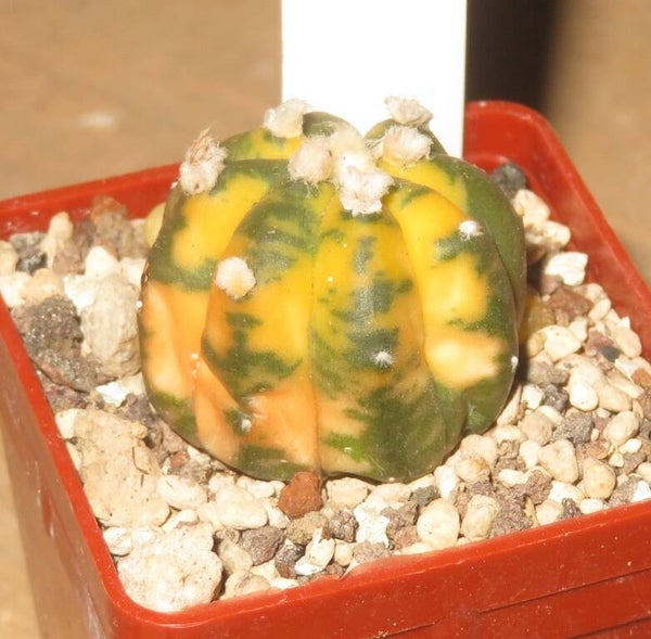 Astrophytum asterias nudum cv Ruri Kabuto variegata