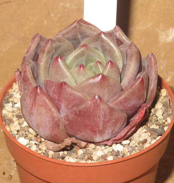 Echeveria cv Baekya ( Red Champagne )