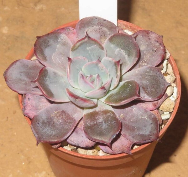 Echeveria cv Laulensis