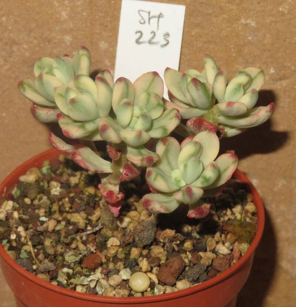 Echeveria macdougallii variegata
