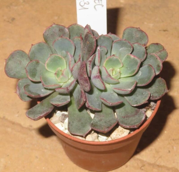 Echeveria cv Wiz Beauty New!!!