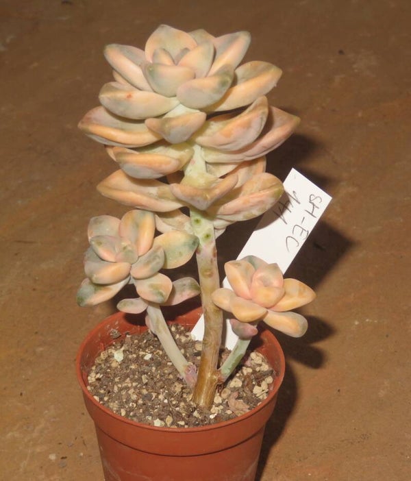 Graptoveria cv TITUBANS variegata