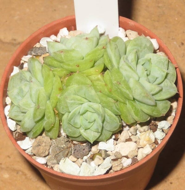 Echeveria cv Powder White
