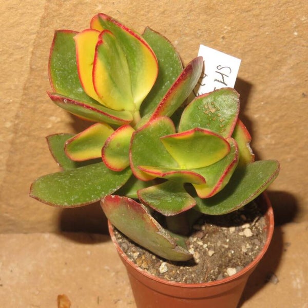 Crassula argentea cv Maruba Kagetsu variegata