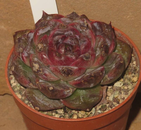 Echeveria cv White Soul New!!!