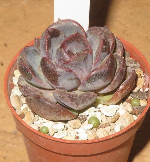 Echeveria cv Dark Opal New!!!