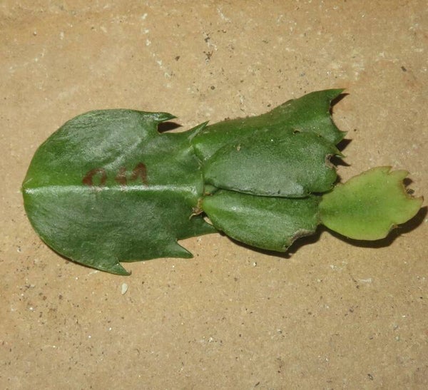 Schlumbergera cv AN011 Swedish Crown - Cutting Steckling