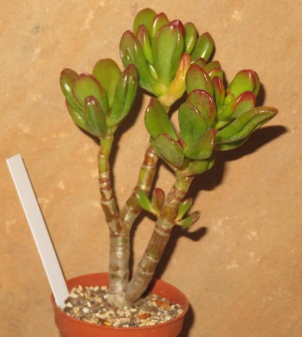 Crassula argentea cv Rabbit