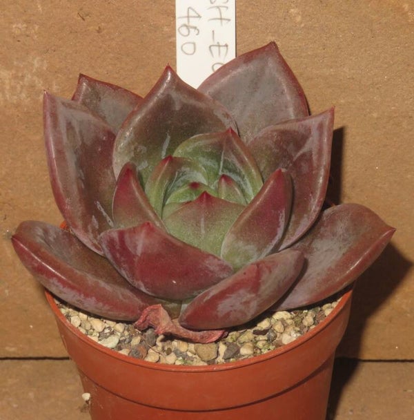 Echeveria cv Baekya ( Red Champagne )
